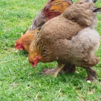تخم نطفه دار برهما بلوپاترچ لمون کوکو