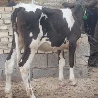 گاو گوساله سیمینتال اصیل