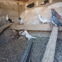 کبوتر پرشی|پرنده|شاهین دژ, |دیوار