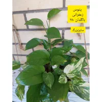 انواع گل باقیمت اقتصادی