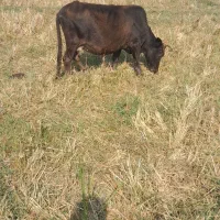 فروش. ورازگوله ۲راس گوساله ماده ویک راس گاو محلی|حیوانات مزرعه|ماسال, |دیوار