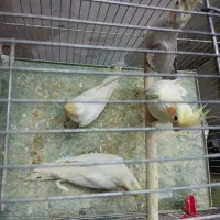 عروس|پرنده|خرم‌آباد, |دیوار