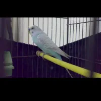 خرید عروس هلندی و مرغ عشق و معاوضه  با کفتر|پرنده|قشم, |دیوار