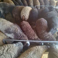 گوسفند زنده بره میش قربانی|حیوانات مزرعه|قرچک, صالح آباد|دیوار