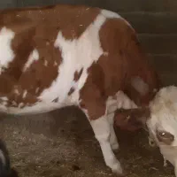 گاو سیمیتال|حیوانات مزرعه|دره شهر, |دیوار