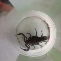 شتر عقر