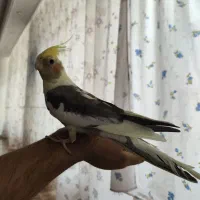 عروس هلندی نر بالغ رام دستی سخنگو