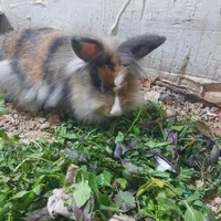 خرگوش نر و ماده لوپ خوشگل
