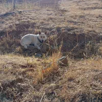 توله سگ|سگ|سقز, |دیوار