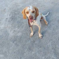 توله سگ دنبلانی