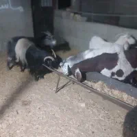 بزسانن‌. ‌بز‌پاکستانی‌.دورگ‌فروشی|حیوانات مزرعه|قائن, |دیوار