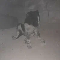 سگ نر قدریجونی|سگ|باغ ملک, |دیوار