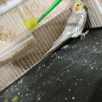 جوجه عروس هلندی