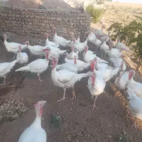 بوقلمون بیوتی پروار شده