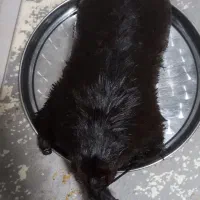 خیگ نگهدارنده روغن