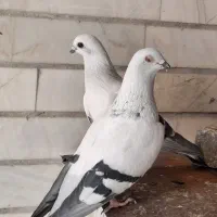 شامی .|پرنده|زرین دشت (فارس), |دیوار