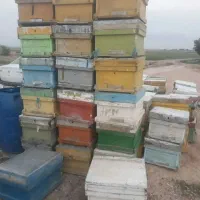 فروش 80کندو خالی