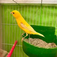 قناری|پرنده|مشهد, شاهد (شهرک غرب)|دیوار