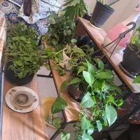 پایه گل|گل و گیاه طبیعی|مشهد, جاهد شهر|دیوار