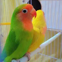 جفت کوتوله آماده تخم با قفس