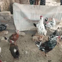 مرغ و خروس گلین