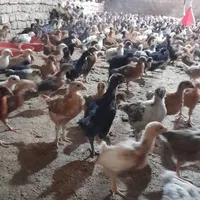 جوجه مرغ|حیوانات مزرعه|تربت‌حیدریه, دیزقند|دیوار