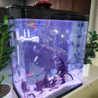 فروش فوری فوری آکواریوم دلسا|ماهی|شیراز, زرگری|دیوار