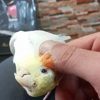 طوطی عروس نر  سخنگو  رام دستی