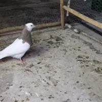چند تا کبوتر