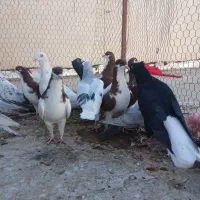 کبوتر رنگی|پرنده|قزوین, |دیوار