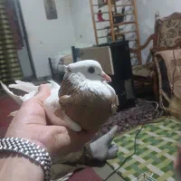 یه جفت طوقی زردوسرخ پاک جفتی ۱تومان تک۶۰۰
