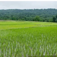 شالیزار