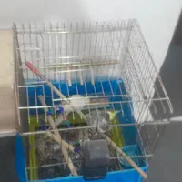 عروس هلندی|پرنده|پاکدشت, پاکدشت (مامازند)|دیوار