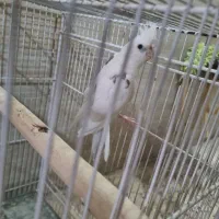 ماده تک خال آلبینو