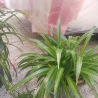 گل طبیعی آلوئه ورا وگل گندمی وسانسوریا|گل و گیاه طبیعی|تبریز, |دیوار