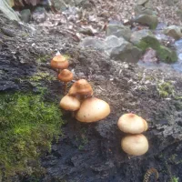 قارچ ترکی تیل بوقلمون|خوردنی و آشامیدنی|تهران, ظفر|دیوار