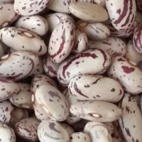 لوبیا چیتی