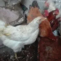 مرغ محلی گلپایگانی تخم گذار|حیوانات مزرعه|شهریار, شهریار|دیوار