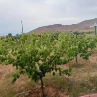 باغ به متراژ 1640متر حصار کشیده شده|فروش خانه و ویلا|صوفیان, |دیوار