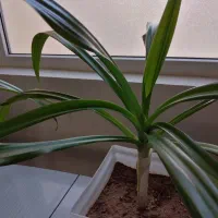 دوعدد گل سوسن شاداب