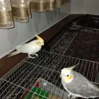 عروس هلندی نر و ماده بسیار خوب و با قفس