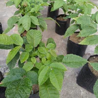 فروش نهال گواوا،فیجوا،سیکاس و پشن فروت و گردو محلی|خدمات باغبانی و درختکاری|رامسر, |دیوار