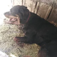 واگذاری  سگ نگهبان