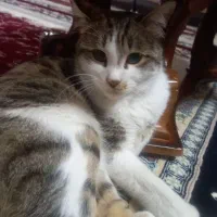گربه