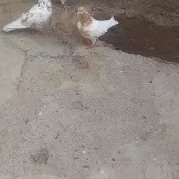 باشی ساری  نر مست