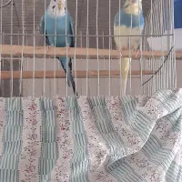 فروش یک جفت مرغ عشق|پرنده|هشتگرد, فاز ۲ مهستان|دیوار