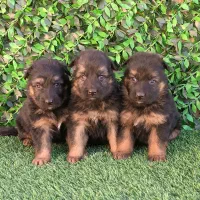 ژرمن|سگ|قم, باجک یک|دیوار