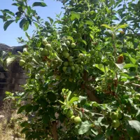 باغ ۱۰۰۰ متری درطرق