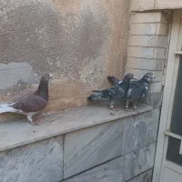 چهارتا المانی نر