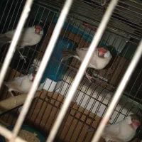 فنچ شکلاتی مولد